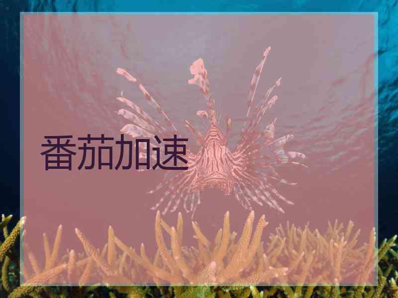 番茄加速